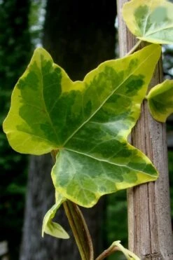 Gold Child Ivy (Hedera Helix) - 6 Pack Of Pint Pots -FRUIT TREES & PLANTS Sales Ivy Gold Child 4