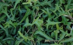 Needlepoint Ivy (Hedera Helix) - 5 Pack Of Pint Pots -FRUIT TREES & PLANTS Sales Ivy Needlepoint 50 2