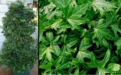 Needlepoint Ivy (Hedera Helix) - 8 Pack Of 2.5" Pots 11 Needlepoint Ivy (Hedera Helix) - 8 Pack Of 2.5" Pots -FRUIT TREES & PLANTS Sales Ivy Needlepoint Combo 1