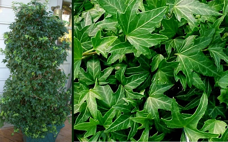 Needlepoint Ivy (Hedera Helix) - 8 Pack Of 2.5" Pots 7 Needlepoint Ivy (Hedera Helix) - 8 Pack Of 2.5" Pots - Image 5