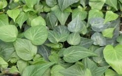 Teardrop Ivy (Hedera Helix) - 10 Pack Of Pint Pots -FRUIT TREES & PLANTS Sales Ivy Tear Drop