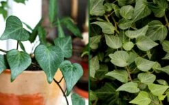 Teardrop Ivy (Hedera Helix) - 10 Pack Of Pint Pots -FRUIT TREES & PLANTS Sales Ivy Tear Drop Combo