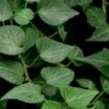 Teardrop Ivy (Hedera Helix) - 5 Pack Of Pint Pots -FRUIT TREES & PLANTS Sales Ivy Teardrop 500x750 1