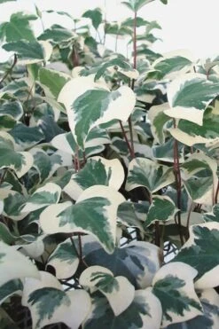 Variegated Algerian Ivy (Hedera Algeriensis 'Gloire De Marengo') - 5 Pack Of Pint Pots -FRUIT TREES & PLANTS Sales Ivy Variegated Algerian 500x750 1