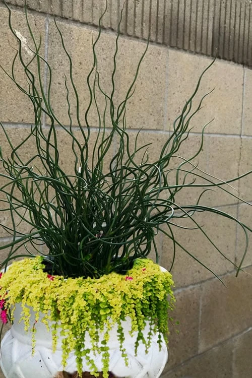 Big Twister Giant Corkscrew Rush (Juncus Effusus) - 5 Pack Of Quart Pots 7 Big Twister Giant Corkscrew Rush (Juncus Effusus) - 5 Pack Of Quart Pots - Image 5