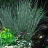 Blue Arrows Rush (Juncus Inflexus) - 8 Pack Of 1 Gallon Pots 1 Blue Arrows Rush (Juncus Inflexus) - 8 Pack Of 1 Gallon Pots -FRUIT TREES & PLANTS Sales Juncus Blue Arrows 10