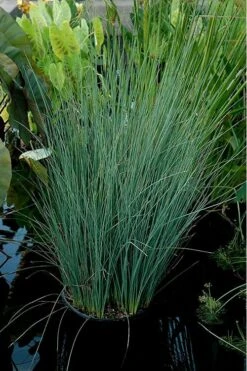 Blue Arrows Rush (Juncus Inflexus) - 8 Pack Of 1 Gallon Pots -FRUIT TREES & PLANTS Sales Juncus Blue Arrows 11