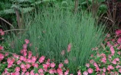 Blue Arrows Rush (Juncus Inflexus) - 8 Pack Of 1 Gallon Pots -FRUIT TREES & PLANTS Sales Juncus Blue Arrows 12