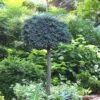 Blue Star Juniper Tree (Single Trunk Topiary) - 2 Gallon Pot -FRUIT TREES & PLANTS Sales Juniper Blue Star Standard Topiary 1