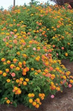 Miss Huff Hardy Lantana - 1 Gallon Pot -FRUIT TREES & PLANTS Sales Lantana Miss Huff 14 2