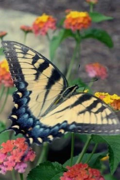 Miss Huff Hardy Lantana - 5 Pack Of Quart Pots -FRUIT TREES & PLANTS Sales Lantana Miss Huff 16 1