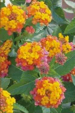 Miss Huff Hardy Lantana - 5 Pack Of Pint Pots -FRUIT TREES & PLANTS Sales Lantana Miss Huff 50 1