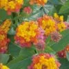 Miss Huff Hardy Lantana - 5 Pack Of Quart Pots