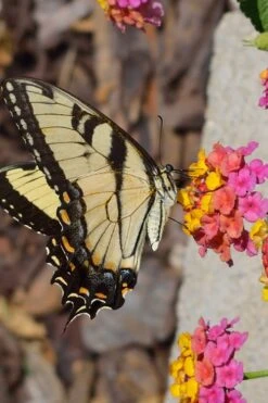 Sonset Hardy Lantana - 1 Gallon Pot -FRUIT TREES & PLANTS Sales Lantana Sonset 25