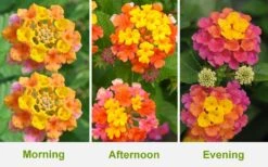 Sonset Hardy Lantana - 1 Gallon Pot -FRUIT TREES & PLANTS Sales Lantana Sonset 26