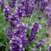 Hidcote Blue English Lavender - 5 Pack Of Quart Pots -FRUIT TREES & PLANTS Sales Lavender Hidcote 2 1