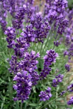 Hidcote Blue English Lavender - 1 Gallon Pot -FRUIT TREES & PLANTS Sales Lavender Hidcote 2 2
