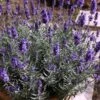 Hidcote Blue English Lavender - 1 Gallon Pot