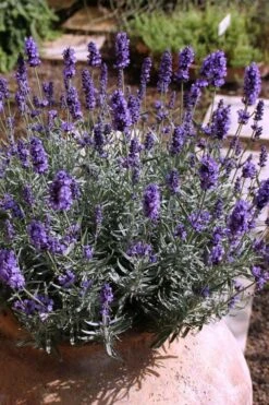 Hidcote Blue English Lavender - 6 Pack Of Pint Pots -FRUIT TREES & PLANTS Sales Lavender Hidcote 3