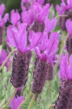 Otto Quast Spanish Lavender - 1 Gallon Pot
