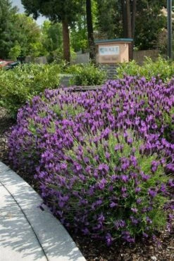 Otto Quast Spanish Lavender - 5 Pack Of Quart Pots 11 Otto Quast Spanish Lavender - 5 Pack Of Quart Pots -FRUIT TREES & PLANTS Sales Lavender Otto Quast 23