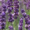 Phenomenal Lavender - 5 Pack Of Quart Pots -FRUIT TREES & PLANTS Sales Lavender Phenomenal 10 1