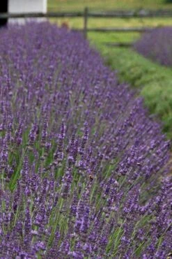 Phenomenal Lavender - 1 Gallon Pot -FRUIT TREES & PLANTS Sales Lavender Phenomenal 11