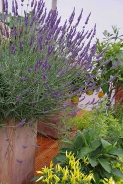 Phenomenal Lavender - 1 Gallon Pot -FRUIT TREES & PLANTS Sales Lavender Phenomenal 12