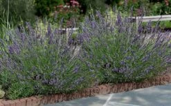 Phenomenal Lavender - 1 Gallon Pot -FRUIT TREES & PLANTS Sales Lavender Phenomenal 13