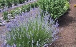 Provence French Lavender - 5 Pack Of Quart Pots -FRUIT TREES & PLANTS Sales Lavender Provence 1