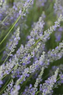 Provence French Lavender - 5 Pack Of Quart Pots -FRUIT TREES & PLANTS Sales Lavender Provence 3