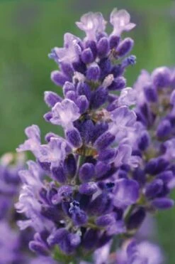 SuperBlue English Lavender - 1 Gallon Pot -FRUIT TREES & PLANTS Sales Lavender Super Blue 1