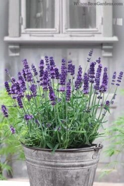 SuperBlue English Lavender - 1 Gallon Pot -FRUIT TREES & PLANTS Sales Lavender Superblue 12
