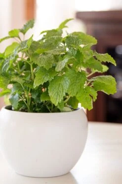 Lemon Balm Plant - 1 Gallon Pot -FRUIT TREES & PLANTS Sales Lemon Balm Plant 2