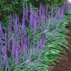 Big Blue Liriope (Lily Turf) - 1 Gallon Pot -FRUIT TREES & PLANTS Sales Liriope Big Blue 14