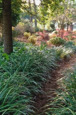 Emerald Goddess Liriope (Lilyturf) - 1 Gallon Pot 14 Emerald Goddess Liriope (Lilyturf) - 1 Gallon Pot -FRUIT TREES & PLANTS Sales Liriope Emerald Goddess 500x750 1