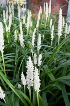 Monroe's White Liriope (Lilyturf) - 6 Pack Of 1 Gallon Pots 11 Monroe's White Liriope (Lilyturf) - 6 Pack Of 1 Gallon Pots -FRUIT TREES & PLANTS Sales Liriope Monroes White 500x750 1