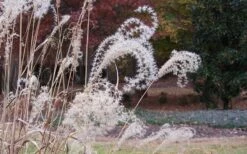 Bandwidth Dwarf Zebra Grass - 6 Pack Of 1 Gallon Pots -FRUIT TREES & PLANTS Sales Little Zebra Grass 1 1