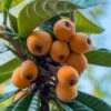 Loquat Tree - Eriobotrya Japonica - 5 Gallon Pot 1 Loquat Tree - Eriobotrya Japonica - 5 Gallon Pot -FRUIT TREES & PLANTS Sales Loquat 10 1