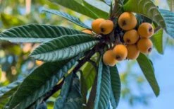 Loquat Tree - Eriobotrya Japonica - 5 Gallon Pot -FRUIT TREES & PLANTS Sales Loquat 12 1