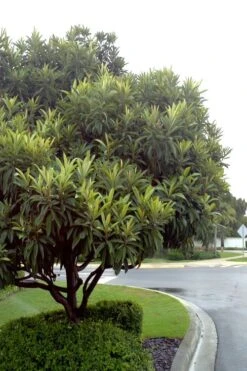 Loquat Tree - Eriobotrya Japonica - 5 Gallon Pot -FRUIT TREES & PLANTS Sales Loquat Tree 500x750 2