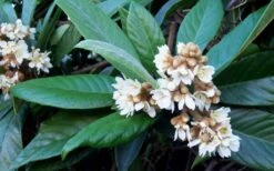 Loquat Tree - Eriobotrya Japonica - 5 Gallon Pot -FRUIT TREES & PLANTS Sales Loquat Tree Flowers 1