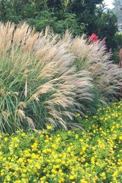 Adagio Dwarf Maiden Grass (Miscanthus Sinensis) - 6-Pack Of 1 Gallon Pots