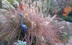 Adagio Dwarf Maiden Grass (Miscanthus Sinensis) - 6-Pack Of 1 Gallon Pots -FRUIT TREES & PLANTS Sales Miscanthus Adagio Fall Foliage Color