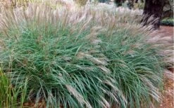 Little Kitten Dwarf Maiden Grass - Miscanthus Sinensis - 1 Gallon Pot -FRUIT TREES & PLANTS Sales Miscanthus Little Kittens 10 1