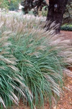 Little Kitten Dwarf Maiden Grass - Miscanthus Sinensis - 3 Gallon Pot -FRUIT TREES & PLANTS Sales Miscanthus Little Kittens 11
