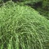 Little Zebra Grass - Miscanthus - 6 Pack Of 1 Gallon Pots 2 Little Zebra Grass - Miscanthus - 6 Pack Of 1 Gallon Pots -FRUIT TREES & PLANTS Sales Miscanthus Little Zebra Rev 2 500x750 1