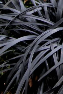 Black Mondo Grass - Ophiopogon Planiscapus 'Nigrescens' - 6 Pack Of 1 Gallon Pots 15 Black Mondo Grass - Ophiopogon Planiscapus 'Nigrescens' - 6 Pack Of 1 Gallon Pots -FRUIT TREES & PLANTS Sales Mondo Grass Black 10