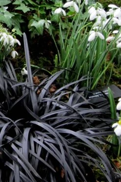 Black Mondo Grass - Ophiopogon Planiscapus 'Nigrescens' - 6 Pack Of 1 Gallon Pots 14 Black Mondo Grass - Ophiopogon Planiscapus 'Nigrescens' - 6 Pack Of 1 Gallon Pots -FRUIT TREES & PLANTS Sales Mondo Grass Black 11