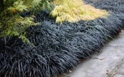 Black Mondo Grass - Ophiopogon Planiscapus 'Nigrescens' - 6 Pack Of 1 Gallon Pots 13 Black Mondo Grass - Ophiopogon Planiscapus 'Nigrescens' - 6 Pack Of 1 Gallon Pots -FRUIT TREES & PLANTS Sales Mondo Grass Black 12